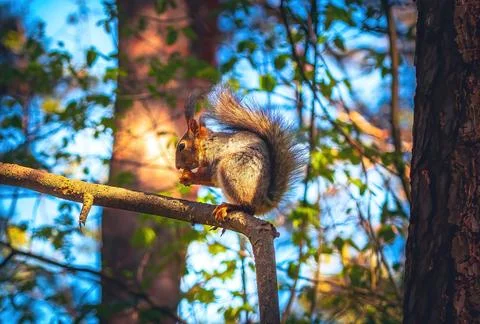 Squirrel eat a nut on a tree branch. Beautiful blue sky.Spring in Eastern Europe Foto stock