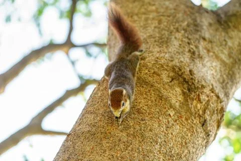 Squirrel eat nut on the tree Foto stock