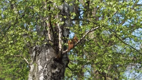 Squirrel eat nut while sitting on the branch in the city park Stock Footage 107978416