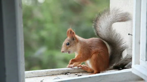Squirrel eat nuts  Video stock 877894