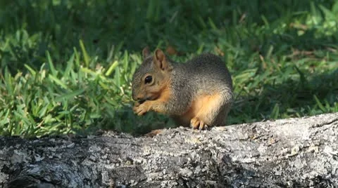 Squirrel Eating 1 Video stock 8928004