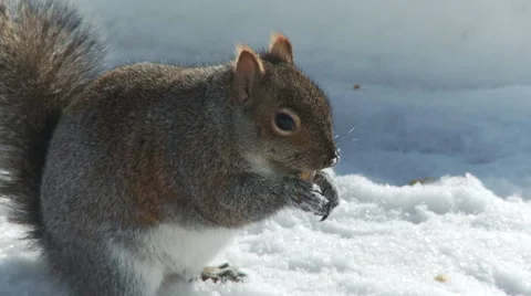 Squirrel eating 2 Stock-Footage 61045788