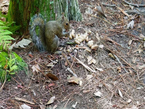 Squirrel eating 2 Stock Footage 81481906