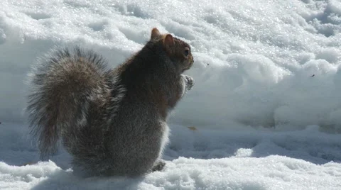Squirrel eating 3 Video stock 61045741