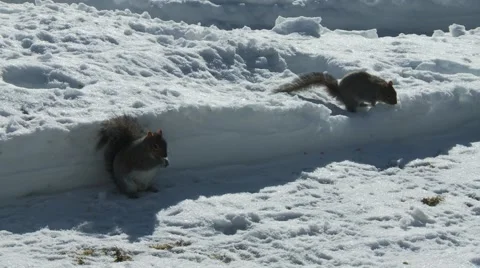 Squirrel eating 4 Vídeos de archivo 61045747