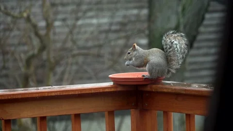 Squirrel eating in 4k Stock Footage 149604856