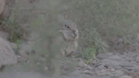 Squirrel eating 4K - SLOG3 Video stock 237892467