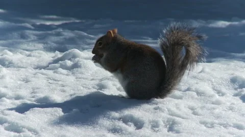 Squirrel eating 5 스톡 동영상 61045744