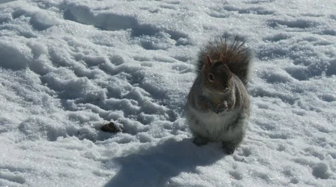 Squirrel eating 6 Vídeos de archivo 61045751
