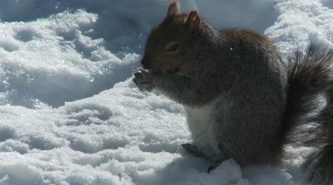 Squirrel eating 7 Vídeos de archivo 61045757