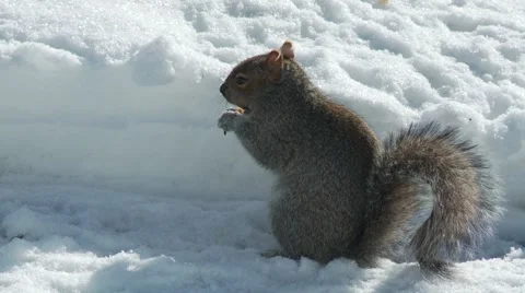 Squirrel eating 9 库存影片 61045192