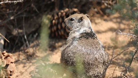 Squirrel eating acorn Stock Footage 98307800