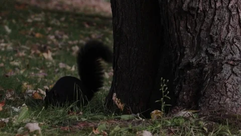 Squirrel eating and jumping out of frame. Nice autumn setup. 動画素材 118330535