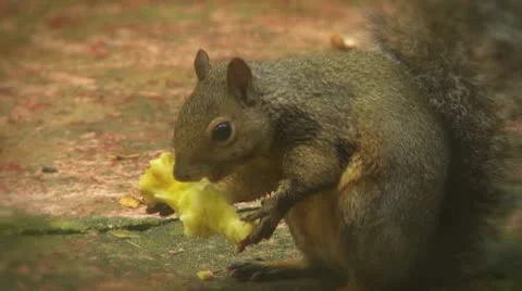 Squirrel Eating Apple Stock Footage 8929316