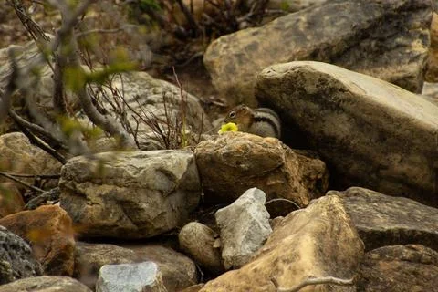 Squirrel eating an apple Stock Photos