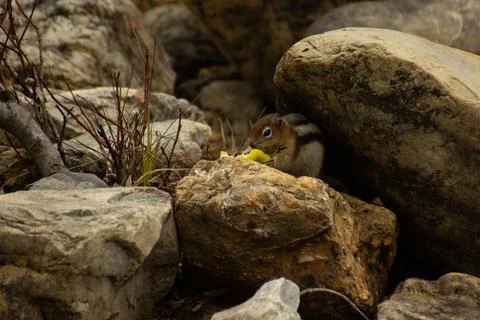 Squirrel eating an apple Stock Photos
