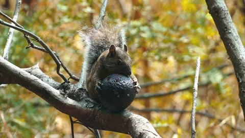 Squirrel eating an avocado in a tree in slow motion Stock Footage 271602307