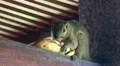 Squirrel eating banana close up HD Footage