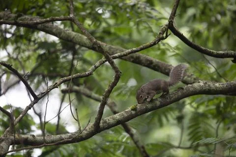 Squirrel Eating Bark Stock Photos