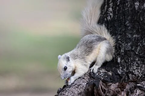 Squirrel eating bean on tree trunk in forest park Stock Photos
