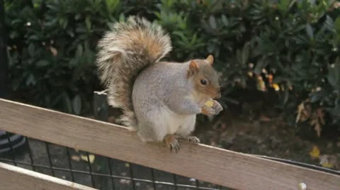Squirrel Eating on Bench Stock Footage 8985750