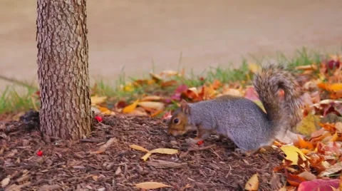 Squirrel Eating Berries Stock Footage 59636279