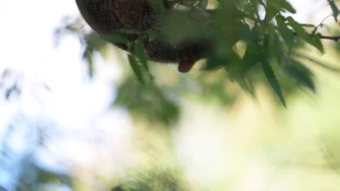 Squirrel Eating Berries Stock Footage 78588787