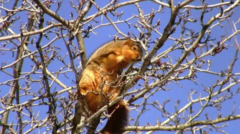Squirrel eating berries. HD. 스톡 동영상 24865279