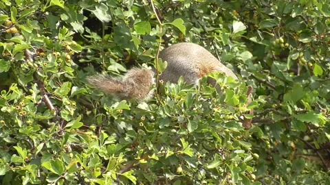 Squirrel eating berries from a tree branch 動画素材 211059730