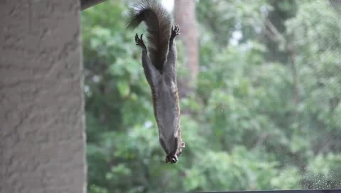 Squirrel Eating Big Grasshopper Part 1 Stock Footage 5504821