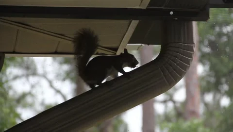 Squirrel Eating Big Grasshopper Part 2 Stock Footage 5504928