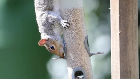 Squirrel eating from a bird feeder Stock Footage 152636502