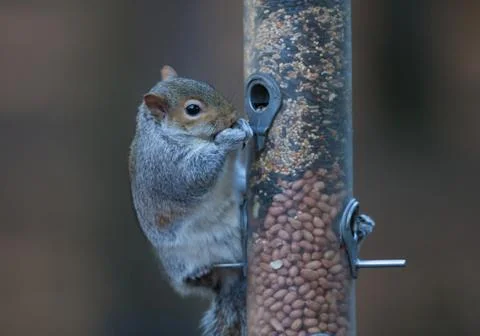 Squirrel eating from bird feeder Stock Photos