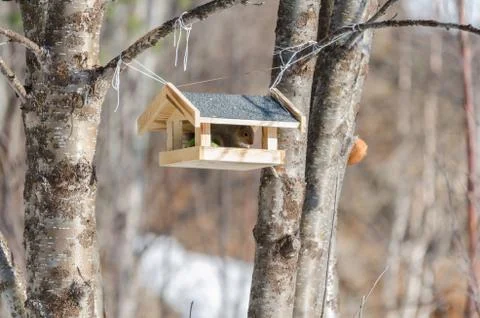 Squirrel eating from bird feeder Stock Photos