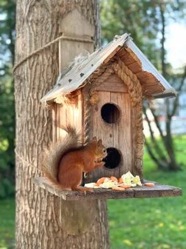Squirrel is eating from a birdhouse Stock Photos