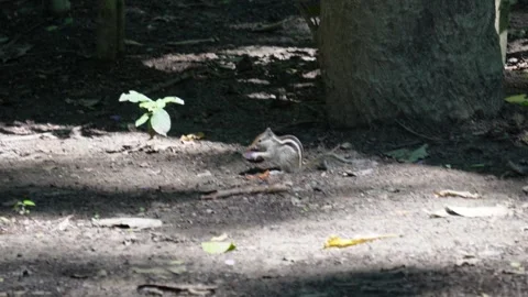 A Squirrel is Eating a Black Nut Stock Footage 311728116