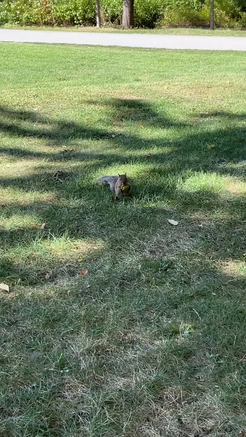 Squirrel eating black walnut Vídeo Stock 323228669