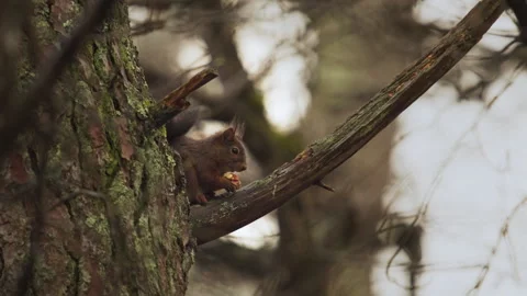 Squirrel Eating on a branch and standing up, 4K Stock Footage 319899557