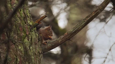 Squirrel Eating on a branch and sunlight, 4K Stock Footage 319899582