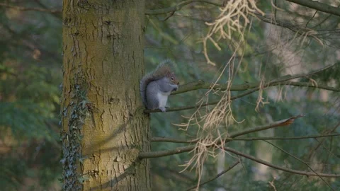 Squirrel Eating on a Branch in a Forest Stock Footage 233113863