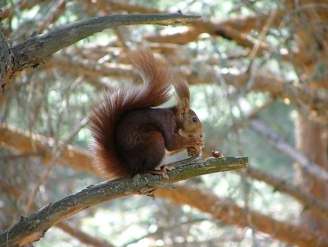 Squirrel eating on a branch Stock Photos