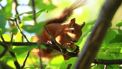 Squirrel eating on the branch in the summer Stock-Footage 74959123