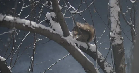 Squirrel Eating on Branch in Winter with Snowfall Stockbeeldmateriaal 220587187