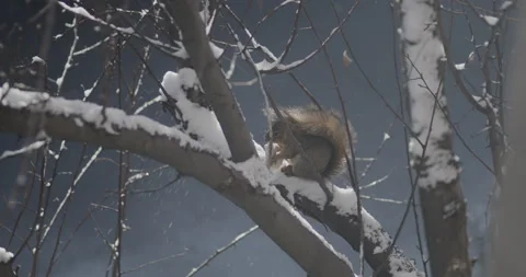 Squirrel Eating on Branch in Winter with Snowfall Stock Footage 220879973