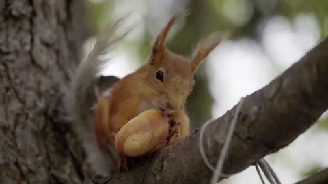 Squirrel eating bread on a branch Vídeo Stock 75916157