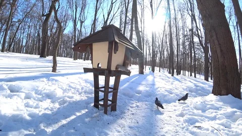 Squirrel eating bread in the city forest Video stock 87266968