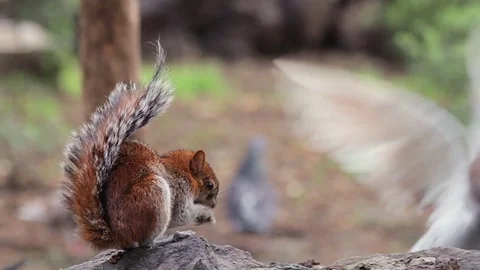 Squirrel eating bread crumbs in a public park in Mexico City. Stock-Footage 70818383