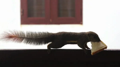 Squirrel eating bread Stock Footage 39230216