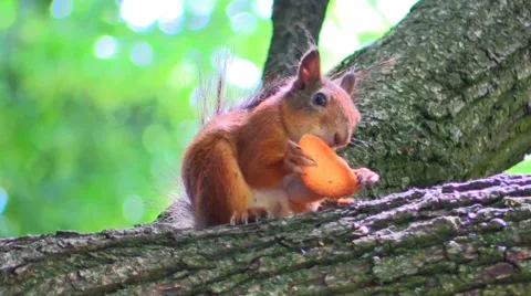 Squirrel Eating Bread Stock Footage 51681255