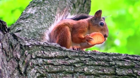 Squirrel Eating Bread Video stock 51691022